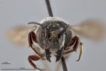 Media type: image;   Entomology 791080 Aspect: head frontal view